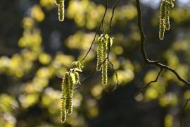 钨极：熠熠生辉的工业明珠