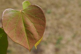 钨极材料中的放射性之谜